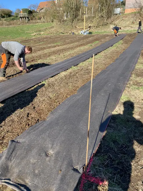 Plantation de haie sur toile de paillage